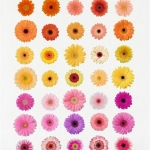 KITCHEN TOWEL DIGITAL PRINT 50*70CM GERBERA